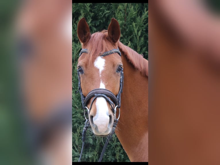 KWPN Caballo castrado 7 años 167 cm Alazán in Erftstadt