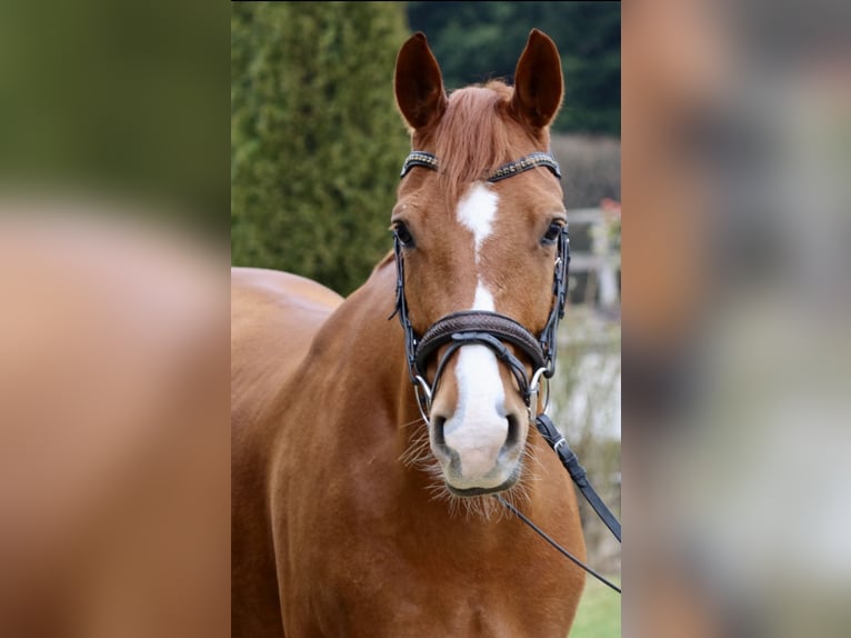 KWPN Caballo castrado 7 años 167 cm Alazán in Erftstadt