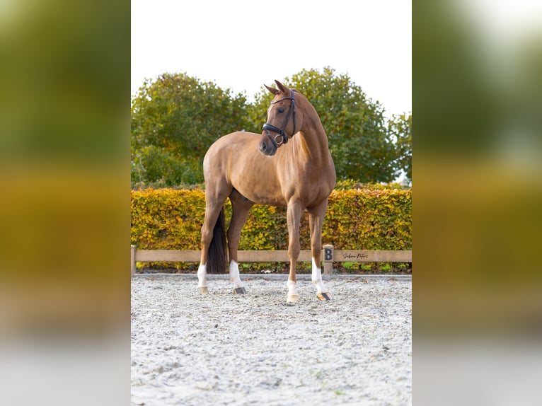 KWPN Caballo castrado 7 años 167 cm Alazán in Goch