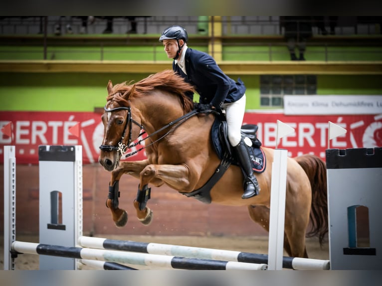 KWPN Caballo castrado 7 años 167 cm Alazán in Wysogotowo