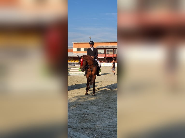 KWPN Caballo castrado 7 años 167 cm Alazán in Wysogotowo