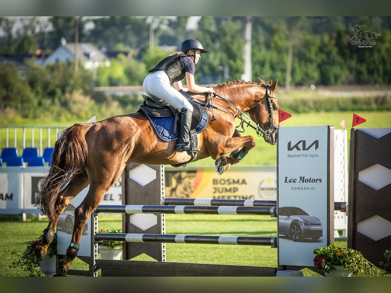 KWPN Caballo castrado 7 años 167 cm Alazán in Wysogotowo