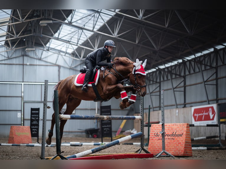 KWPN Caballo castrado 7 años 167 cm Alazán in Wysogotowo