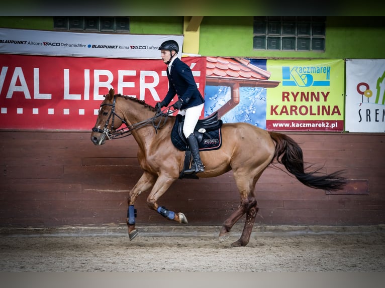 KWPN Caballo castrado 7 años 167 cm Alazán in Wysogotowo