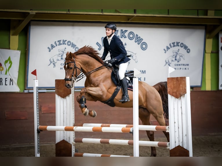 KWPN Caballo castrado 7 años 167 cm Alazán in Wysogotowo