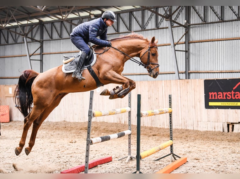 KWPN Caballo castrado 7 años 167 cm Alazán in Wysogotowo