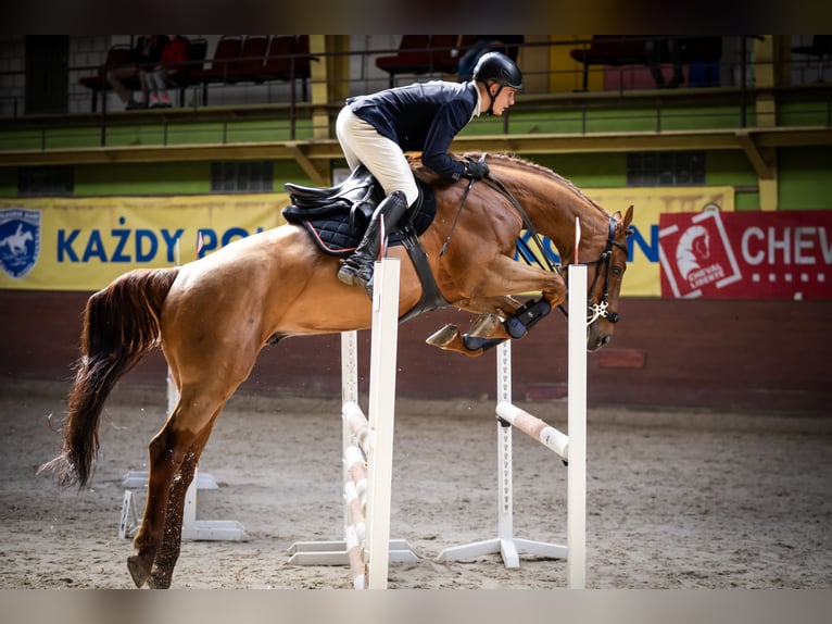 KWPN Caballo castrado 7 años 167 cm Alazán in Wysogotowo