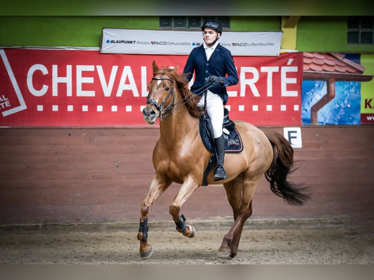 KWPN Caballo castrado 7 años 167 cm Alazán in Wysogotowo