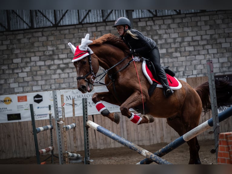 KWPN Caballo castrado 7 años 167 cm Alazán in Wysogotowo