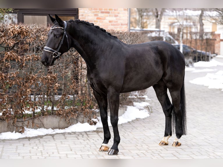 KWPN Caballo castrado 7 años 167 cm Negro in Berlin