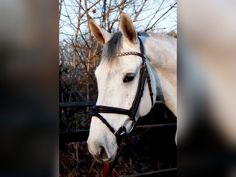 KWPN Caballo castrado 7 años 167 cm Tordo in Meppen