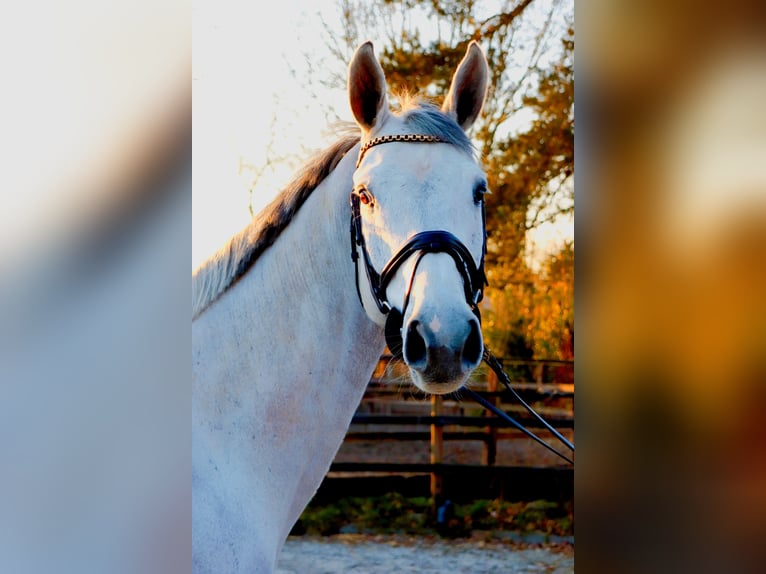 KWPN Caballo castrado 7 años 167 cm Tordo in Meppen