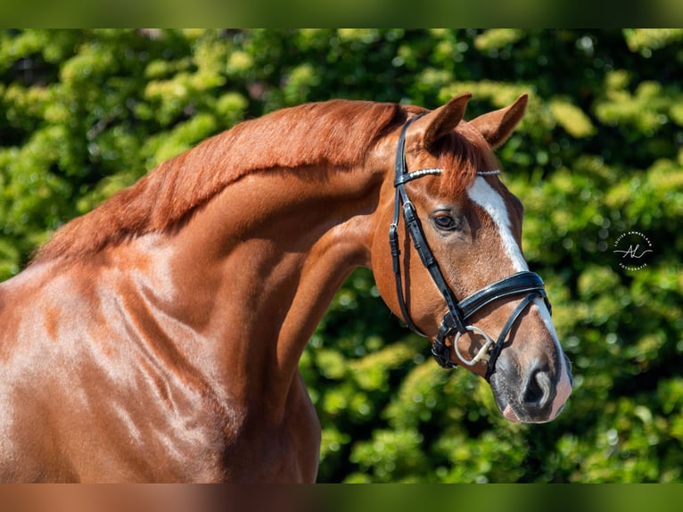 KWPN Caballo castrado 7 años 168 cm Alazán in Poeldijk