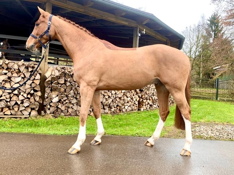 KWPN Caballo castrado 7 años 168 cm Alazán in Sangerhausen