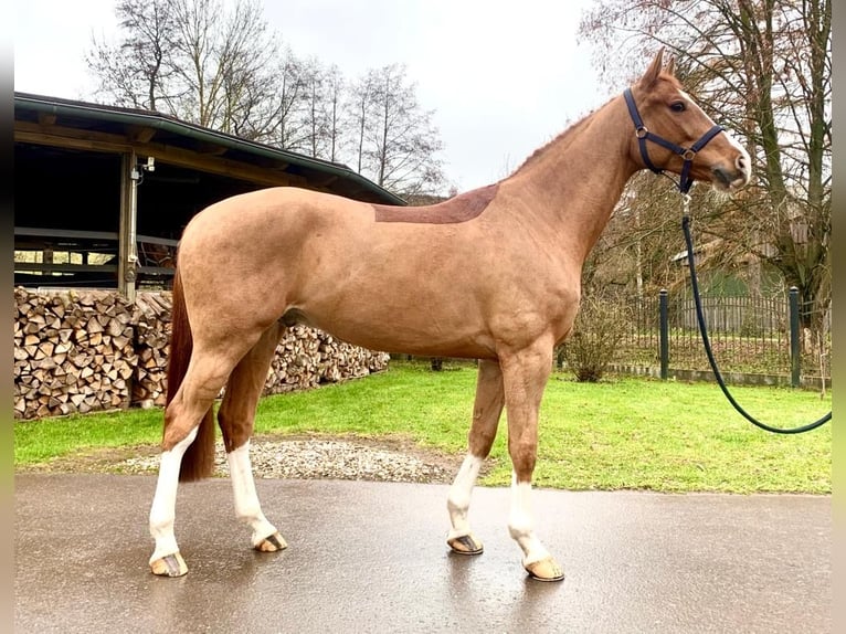 KWPN Caballo castrado 7 años 168 cm Alazán in Sangerhausen