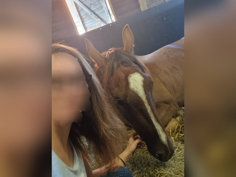 KWPN Caballo castrado 7 años 168 cm Alazán-tostado in Middelharnis