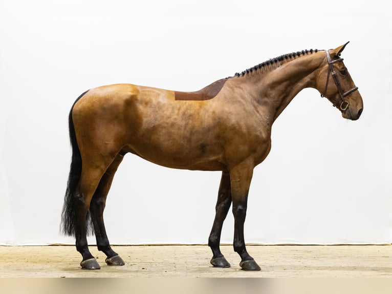 KWPN Caballo castrado 7 años 168 cm in Waddinxveen