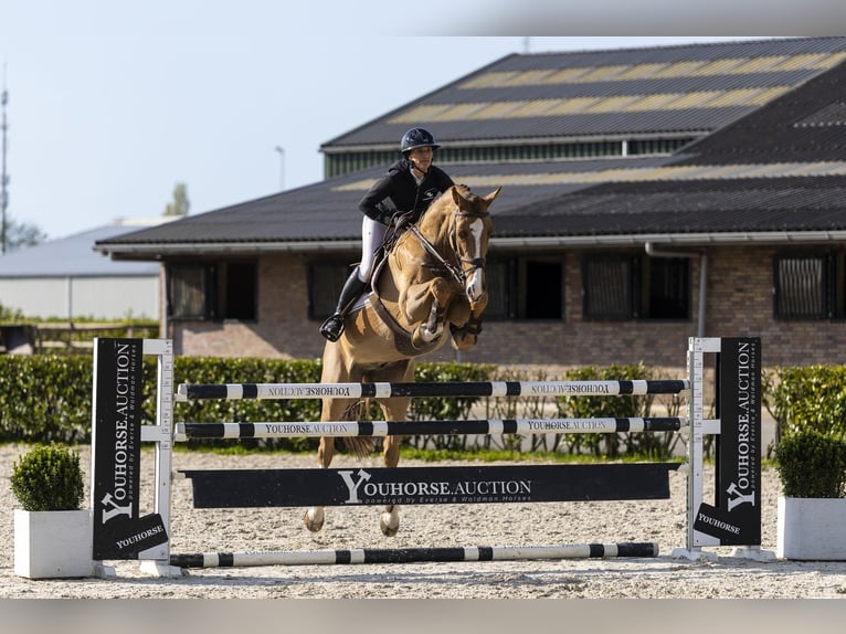 KWPN Caballo castrado 7 años 168 cm  in Waddinxveen