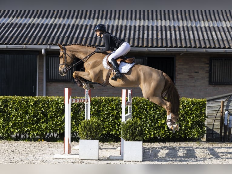 KWPN Caballo castrado 7 años 168 cm  in Waddinxveen