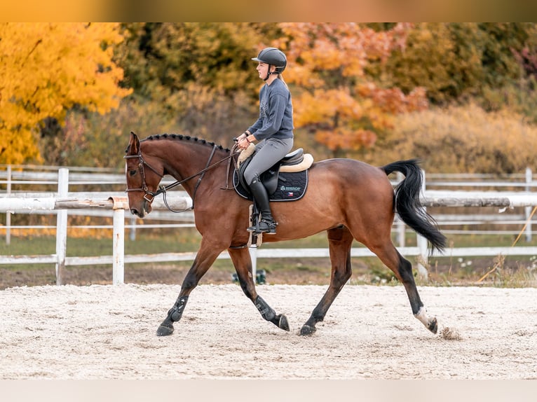 KWPN Caballo castrado 7 años 168 cm in Zduchovice