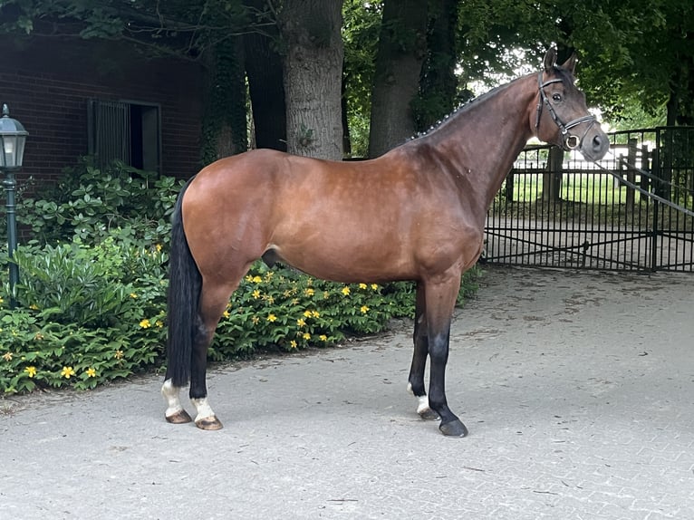 KWPN Caballo castrado 7 años 168 cm Castaño in Kirchlengern