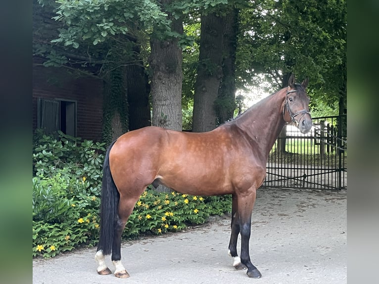 KWPN Caballo castrado 7 años 168 cm Castaño in Kirchlengern