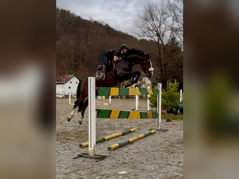 KWPN Caballo castrado 7 años 168 cm Castaño in Schlins