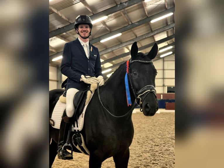 KWPN Caballo castrado 7 años 168 cm Negro in Groot-Ammers