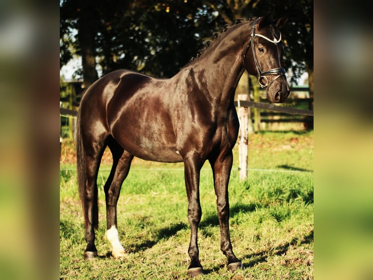 KWPN Caballo castrado 7 años 168 cm Negro in Xanten