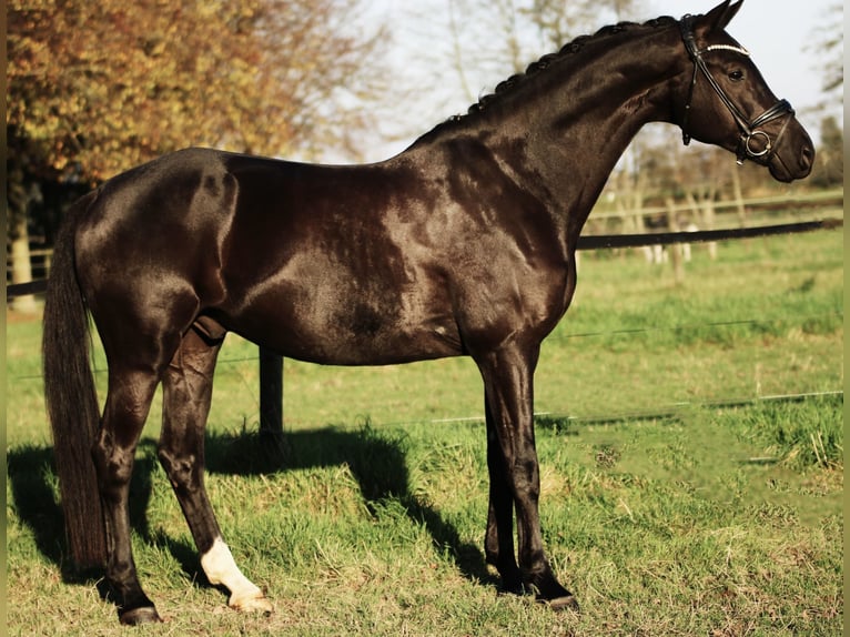 KWPN Caballo castrado 7 años 168 cm Negro in Xanten