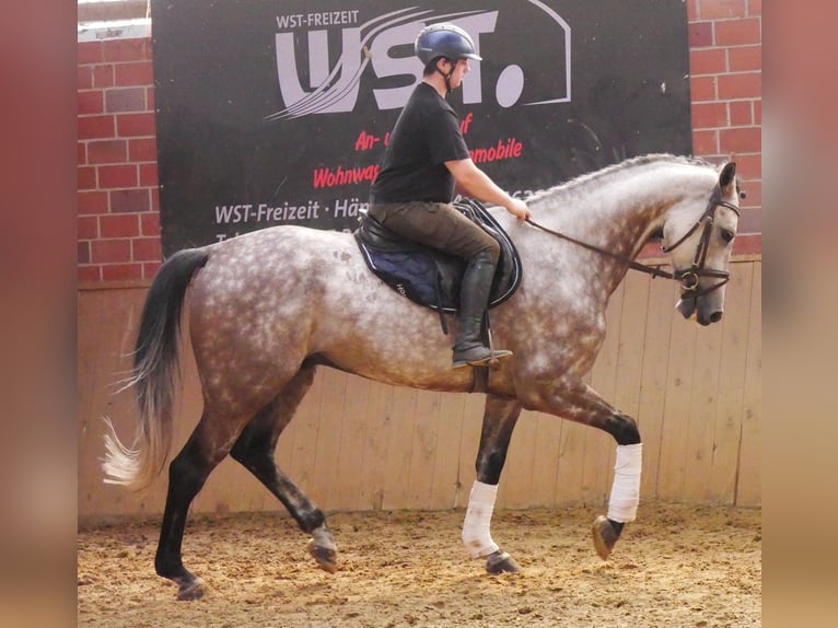 KWPN Caballo castrado 7 años 168 cm Tordo rodado in Dorsten