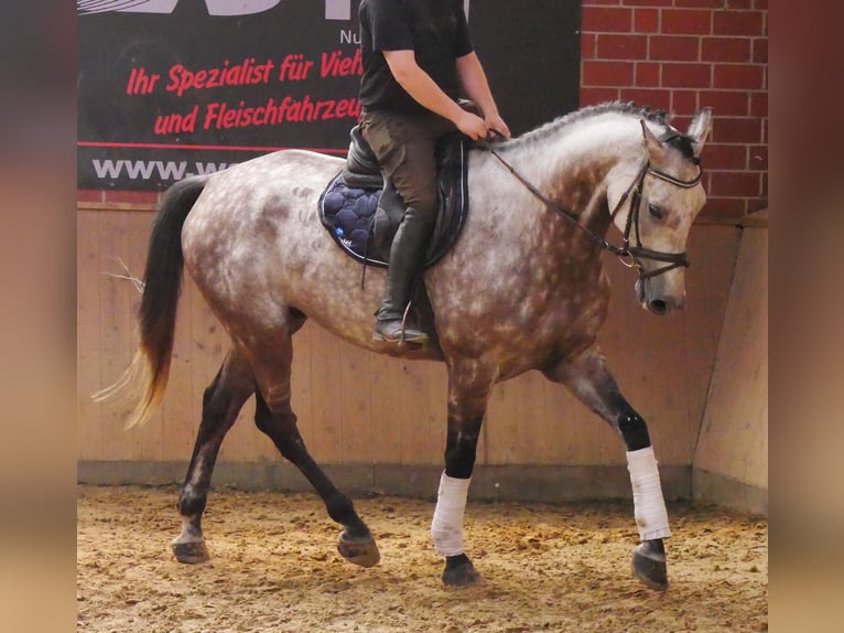 KWPN Caballo castrado 7 años 168 cm Tordo rodado in Dorsten