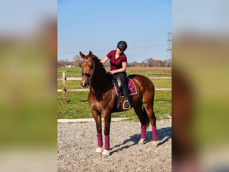 KWPN Caballo castrado 7 años 169 cm Alazán in Grote-Brogel