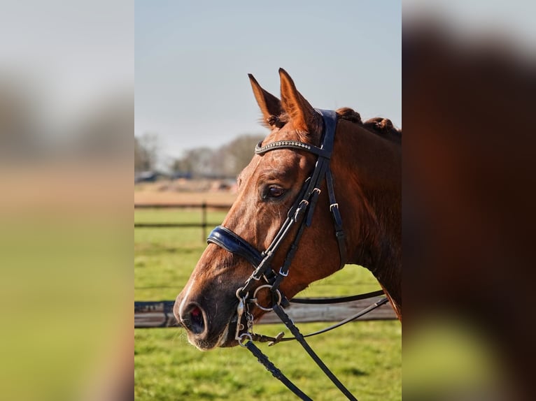 KWPN Caballo castrado 7 años 169 cm Alazán in Grote-Brogel