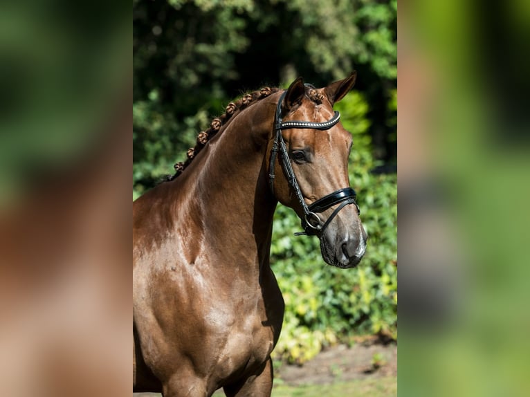 KWPN Caballo castrado 7 años 169 cm Alazán in Grote-Brogel