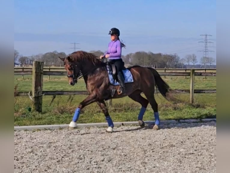 KWPN Caballo castrado 7 años 169 cm Alazán in Grote-Brogel