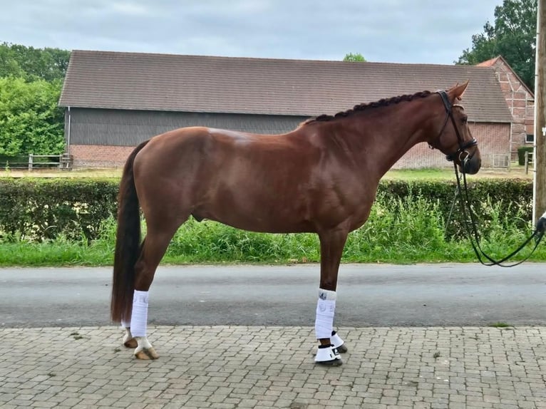 KWPN Caballo castrado 7 años 169 cm Alazán in Lüdinghausen