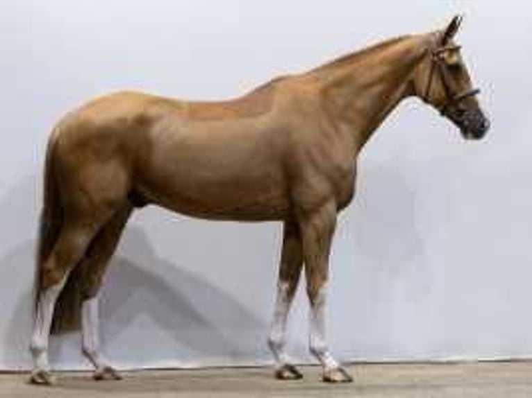 KWPN Caballo castrado 7 años 169 cm Alazán in Waddinxveen