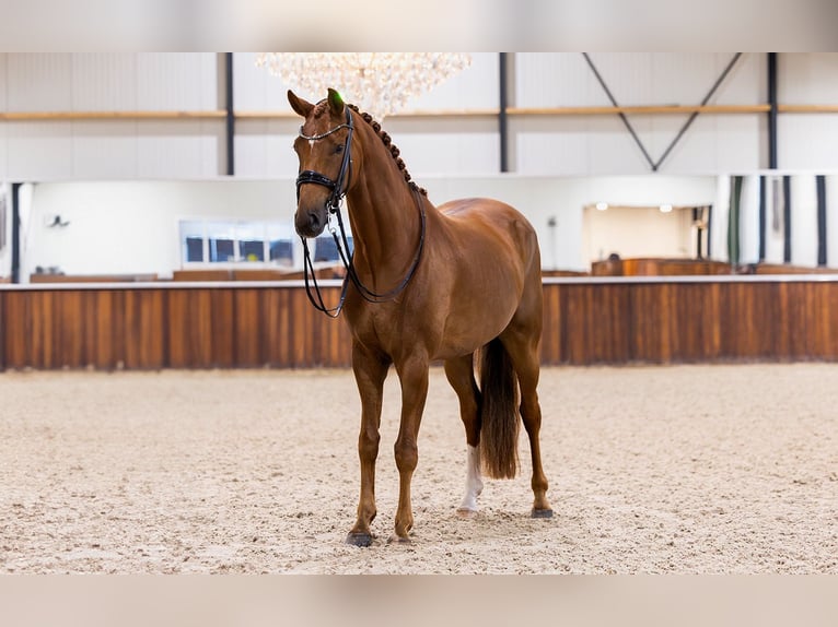 KWPN Caballo castrado 7 años 170 cm Alazán in Kwadijk