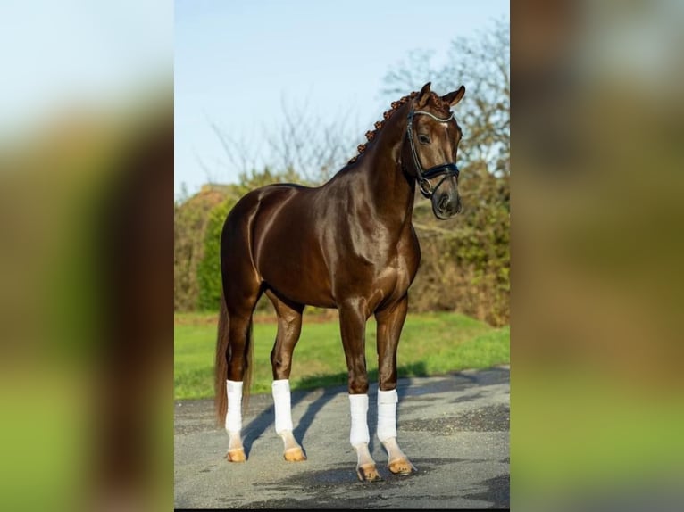 KWPN Caballo castrado 7 años 170 cm Alazán-tostado in Kampen