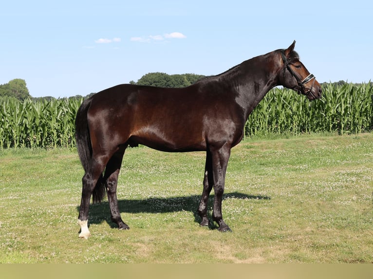 KWPN Caballo castrado 7 años 170 cm Castaño in Haftenkamp