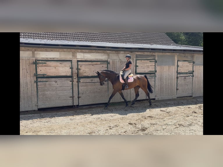KWPN Caballo castrado 7 años 170 cm Castaño in Puch