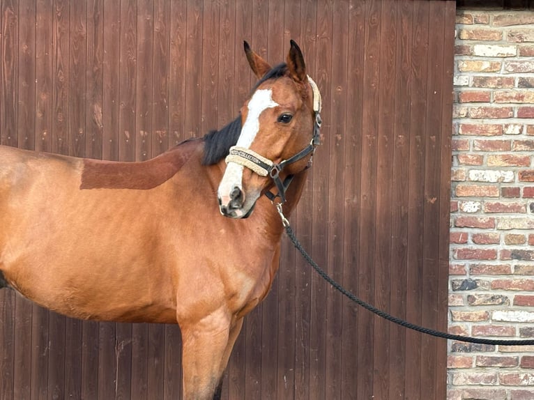 KWPN Caballo castrado 7 años 170 cm Castaño in Grevenbroich