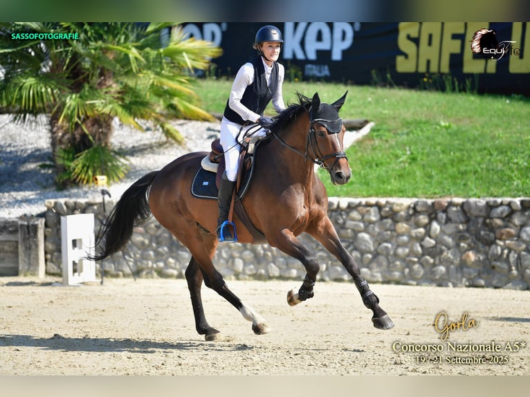 KWPN Caballo castrado 7 años 170 cm Castaño oscuro in Novazzano