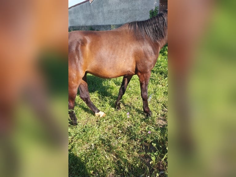 KWPN Caballo castrado 7 años 170 cm Castaño oscuro in Escalona