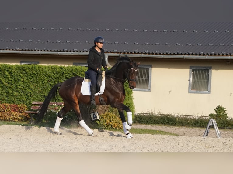 KWPN Caballo castrado 7 años 170 cm Morcillo in Zakrzów