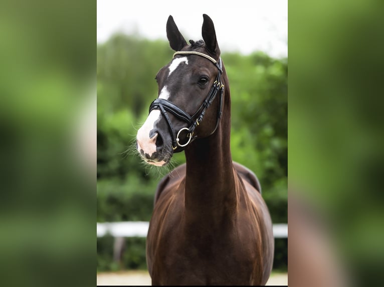 KWPN Caballo castrado 7 años 170 cm Negro in Cybulice