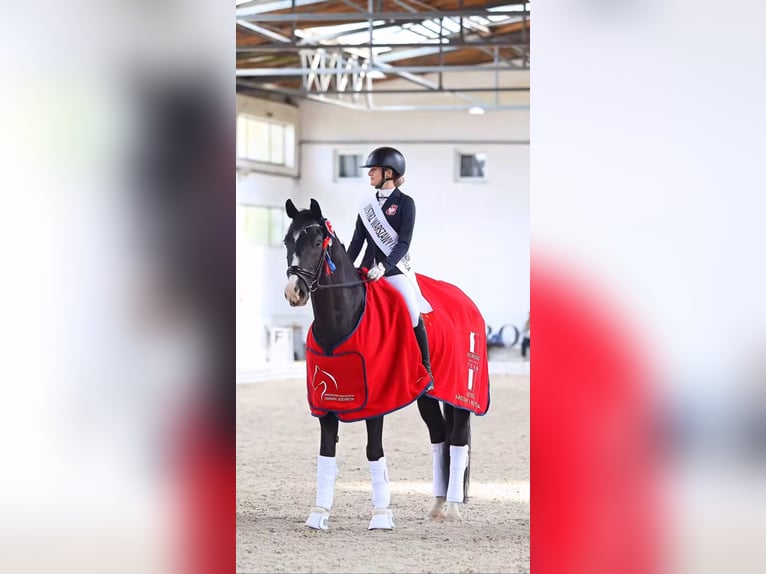 KWPN Caballo castrado 7 años 170 cm Negro in Cybulice