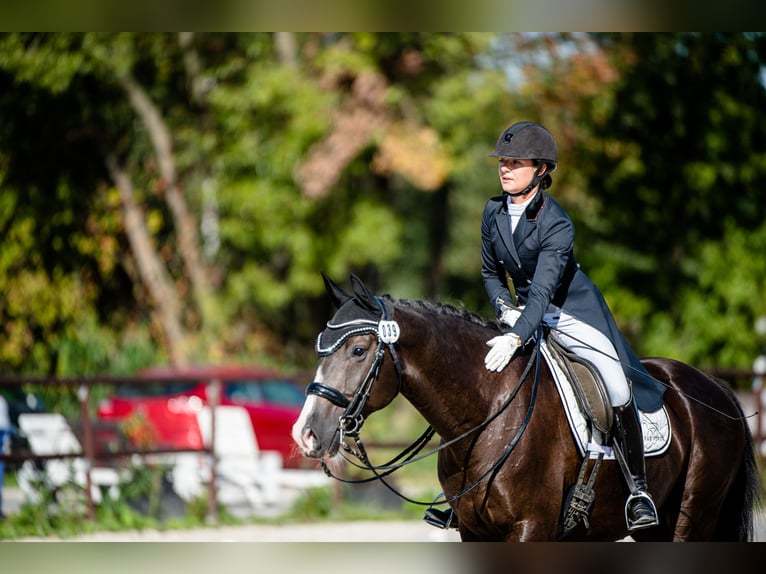 KWPN Caballo castrado 7 años 170 cm Negro in Cybulice