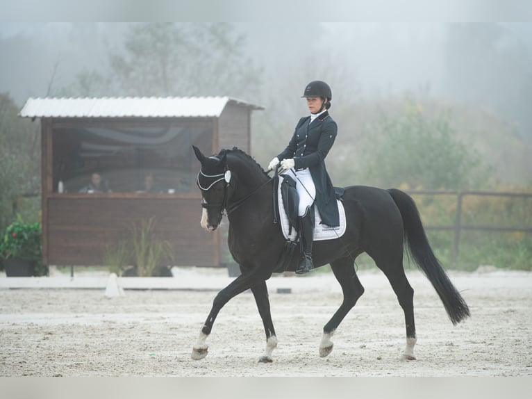 KWPN Caballo castrado 7 años 170 cm Negro in Cybulice